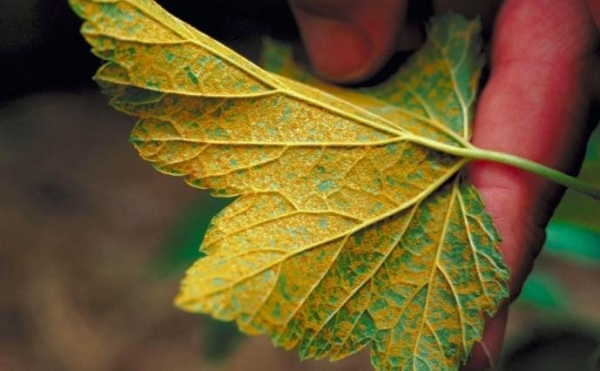 Bir frenküzümü çalı çizgili bir mozaik etkilenirse, çalı kaldırılmalıdır.