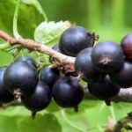 Variété tardive de cassis Harmony