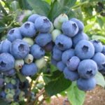 Късен боклук Бонус