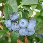 Късна висока боровинка Coville