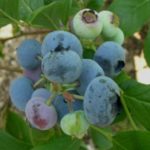 Късна висока боровинка Спартан