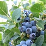 Късно високи боровинки Торо