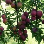 Variété précoce de cherry plum Traveller