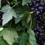 Première classe de cassis Résident d'été