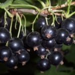 Grade précoce de cassis Dikovink