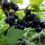 Variété précoce de Lama au cassis