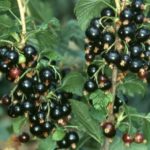 Première année de cassis Sevchanka