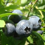 Ранно боровинка