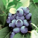 Ранни високи Erliblyu боровинки