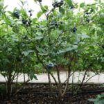 Ранно боровинка