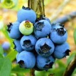 Нортланд Ранните боровинки