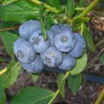 Ранно високи боровинки Патриот