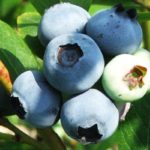 Ранно високи боровинки Puru