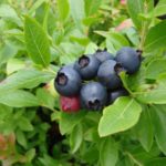 Ранни високи боровинки Rankoccas