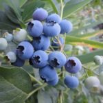 Ранни високи боровинки Река