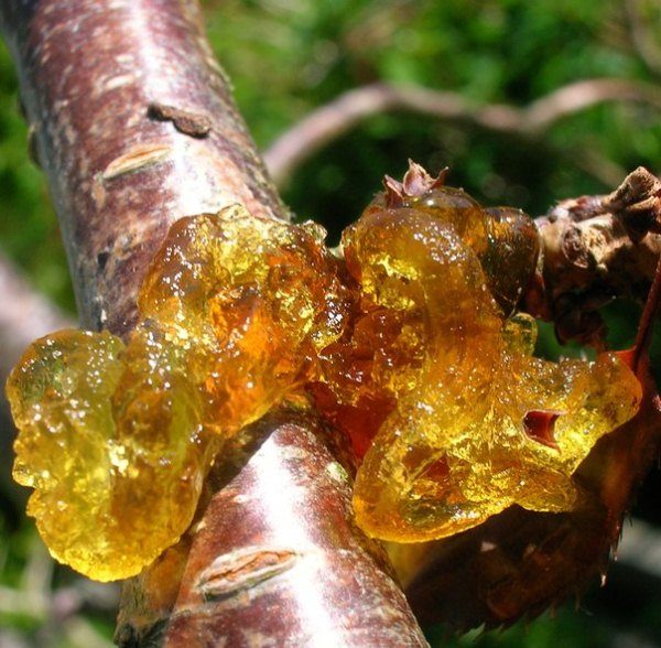 Creeching auf dem Zweig der Vogelkirsche