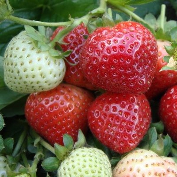 Bahçe çömlek tamir Evie 2