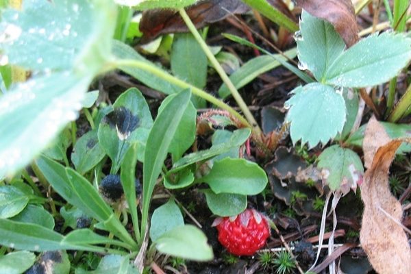 Arapaho Onarım Çilek