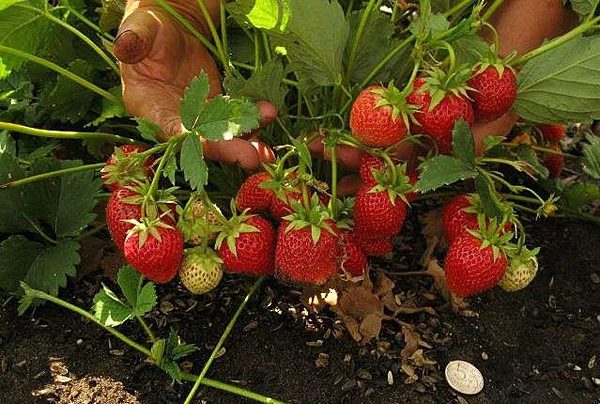 Borderella'nın Çilekli