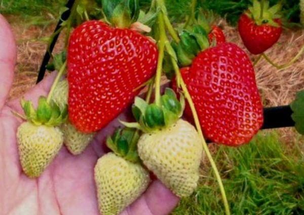 Rehabilitative Çilek Temptation