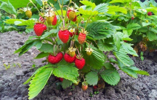 Remonturna Çilek Diva F1