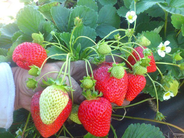 Çilek Rapelinin Yeniden İnşa Edilmesi