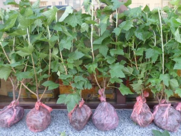 Quel devrait être les plants de cassis