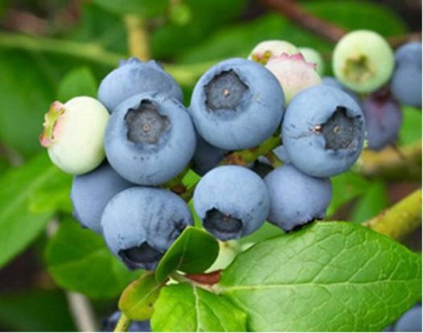 Northland Garden Blueberries