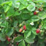 Градина малка плодова ягоди Александрия