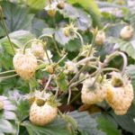 Градина ягодо Жълто чудо