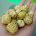 Градина ягода Zolotinka