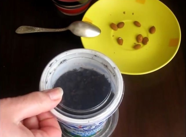 Градинарите използват три метода за отглеждане на прасковени дървета от семената: студено - стратификация, топло и от извлечени семена