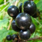 Variété de cassis Rita à maturité moyenne