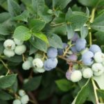 Сладка боровинка Polaris