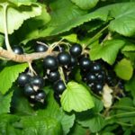 Cassis de qualité moyenne Perle noire