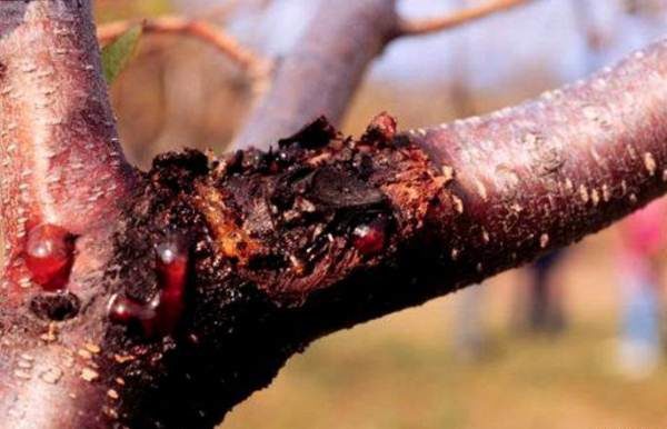 Cytosporose Abricot Triumph North