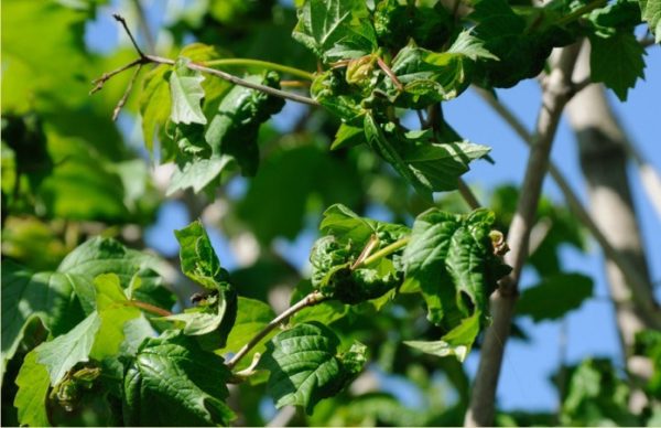 Kalina Gordovina affected by aphids