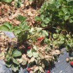 ذبول verticillous من الفراولة