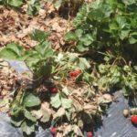 Verticilous wilting of garden strawberries