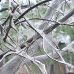 Schaden von Vogelkirschenmotte