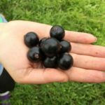 Dobrynya, variété de cassis résistante à la sécheresse