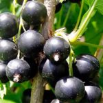 Gulliver, variété de cassis résistante à la sécheresse