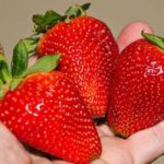 Ягода градина Албион