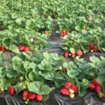 Strawberry garden Albion