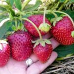 Strawberry garden Deroyal