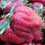 Strawberry garden Diamond