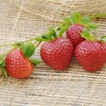 Ягодова градина Evie 2