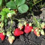 Strawberry garden Evis Delight