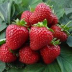 Strawberry garden Kamarosa