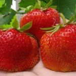 Ягода градина Кеймбридж любим